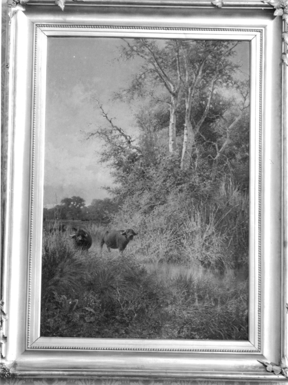 Bisonti in Maremma, paesaggio con animali (dipinto) di Bertolla Carmine (sec. XIX)