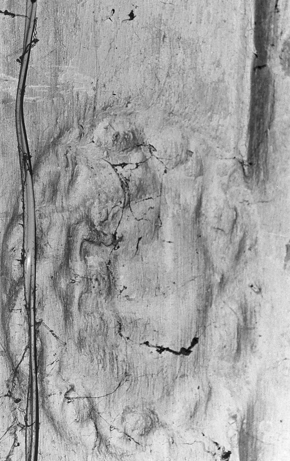 stemma (?) (decorazione plastica) - ambito veneto (secc. XV/ XIX)