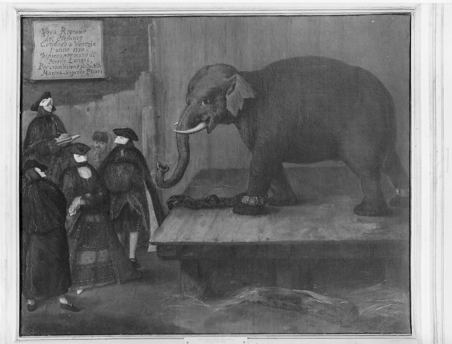 elefante (dipinto) di Longhi Pietro (cerchia) (sec. XVIII)