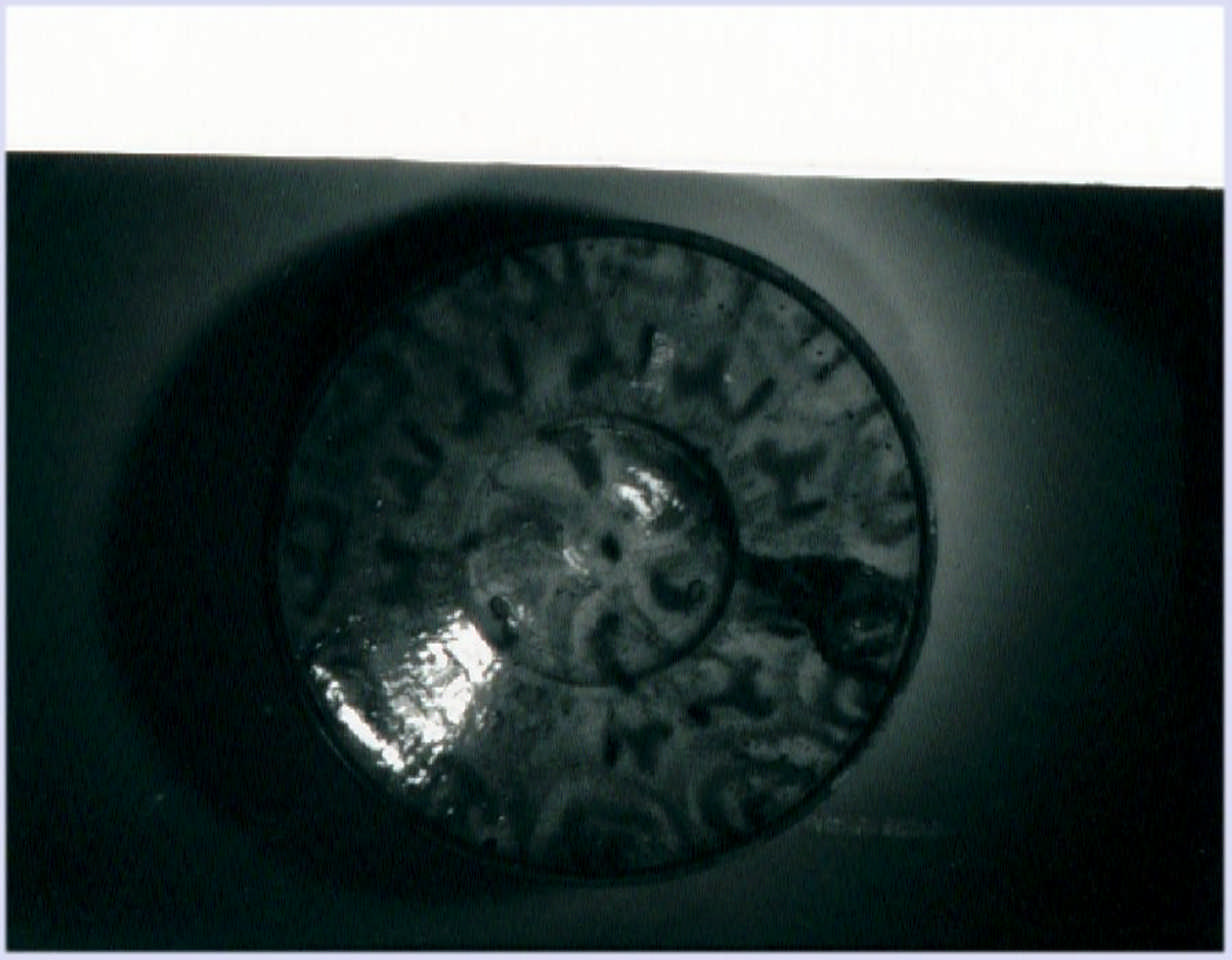 piattello - manifattura veneta (prima metà sec. XVII)