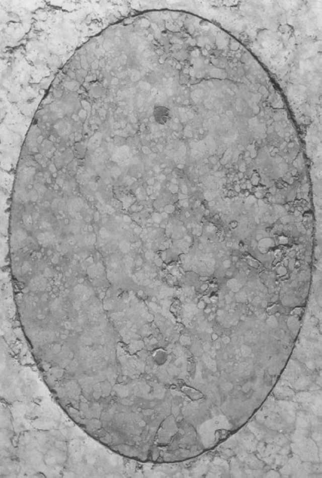 lastra tombale - ambito veneto (secc. XVII/ XVIII)