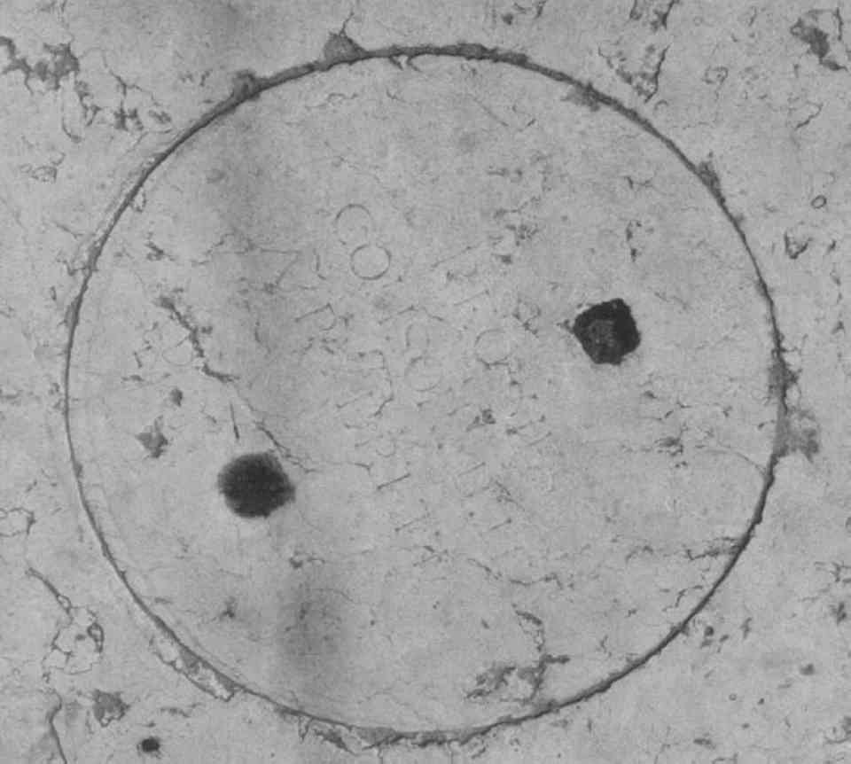 lastra tombale - ambito veneto (secc. XVII/ XVIII)