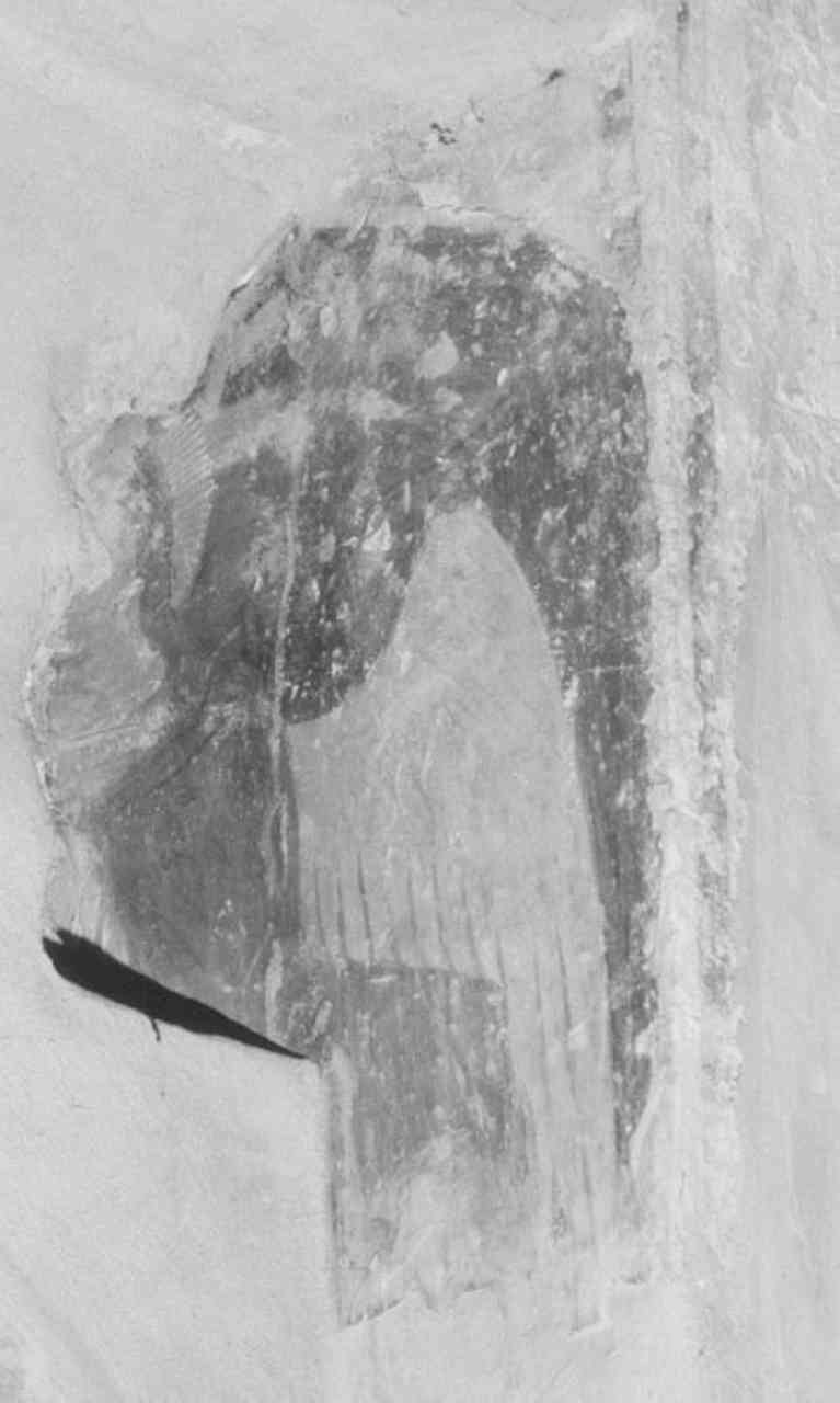 angelo (dipinto, frammento) - ambito veneto (sec. XIII)