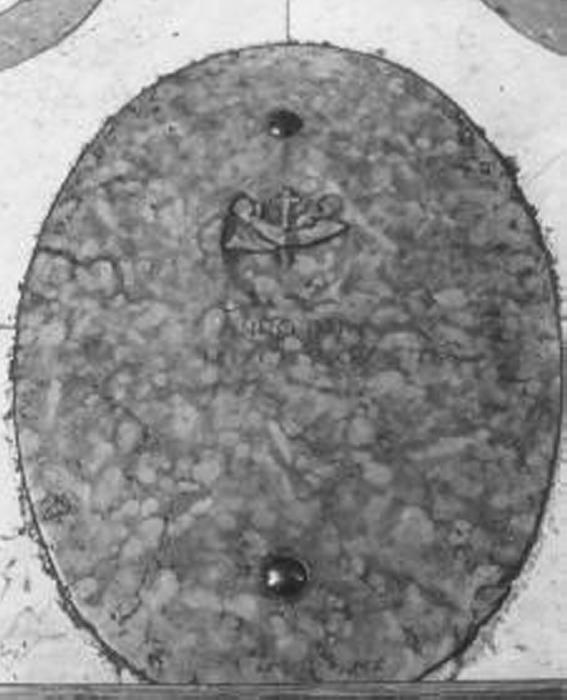 lastra tombale - ambito vicentino (sec. XVIII)