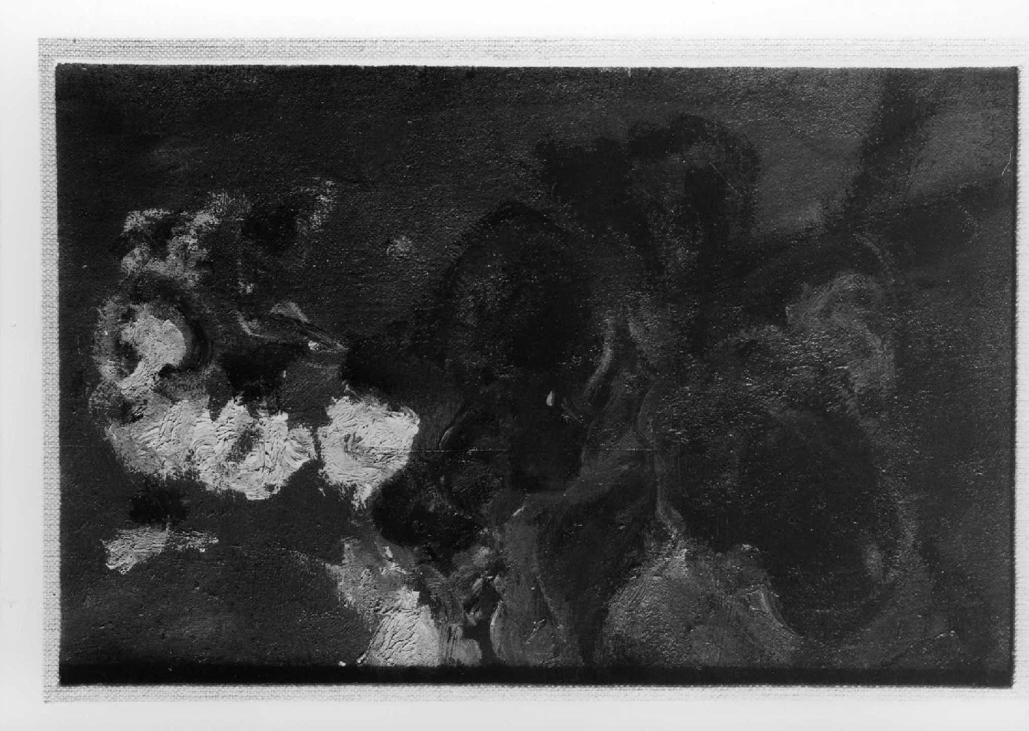 Primule bianche, fiori (dipinto) di Balest Corrado (sec. XX)