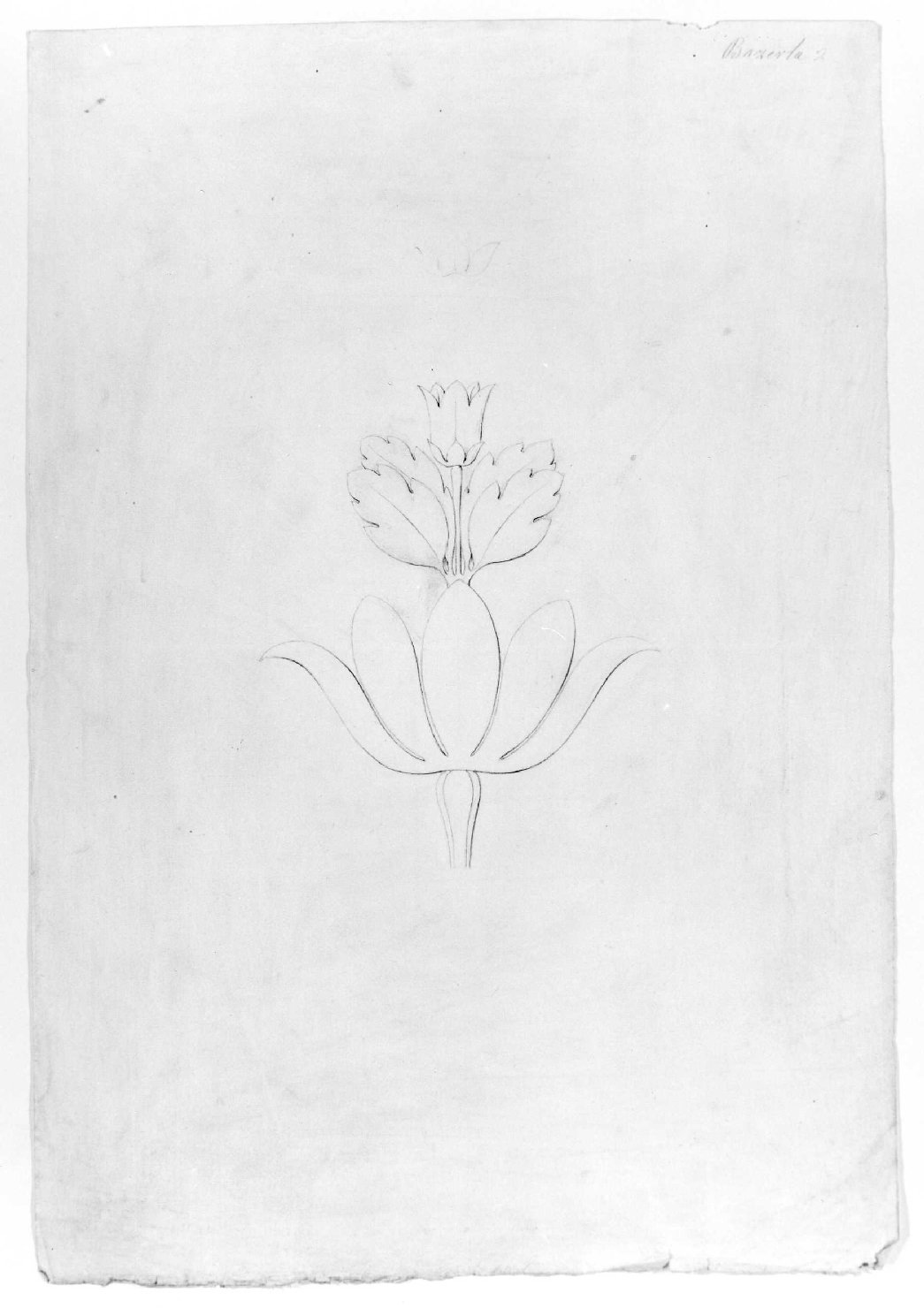 motivo decorativo floreale (disegno) di Bazerla Giuseppe (prima metà sec. XIX)