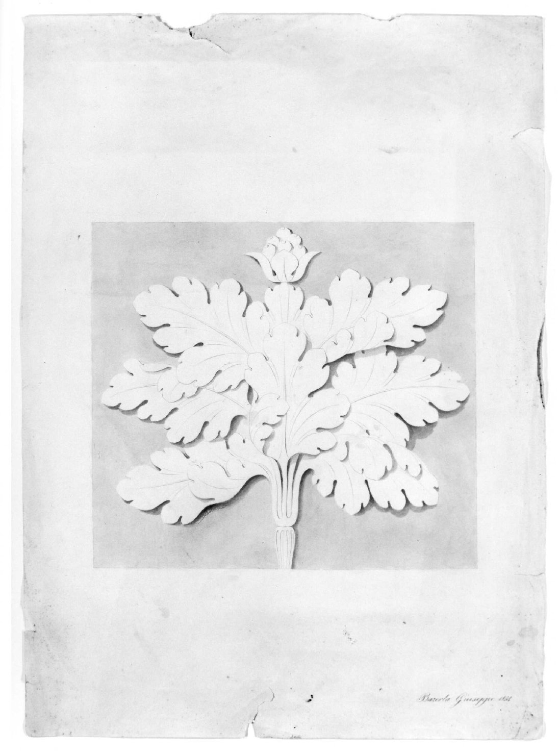 motivo decorativo vegetale (disegno) di Bazerla Giuseppe (sec. XIX)