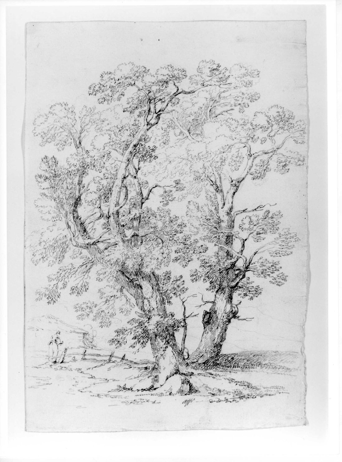 paesaggio con alberi (disegno) di Ronzoni Pietro (sec. XIX)
