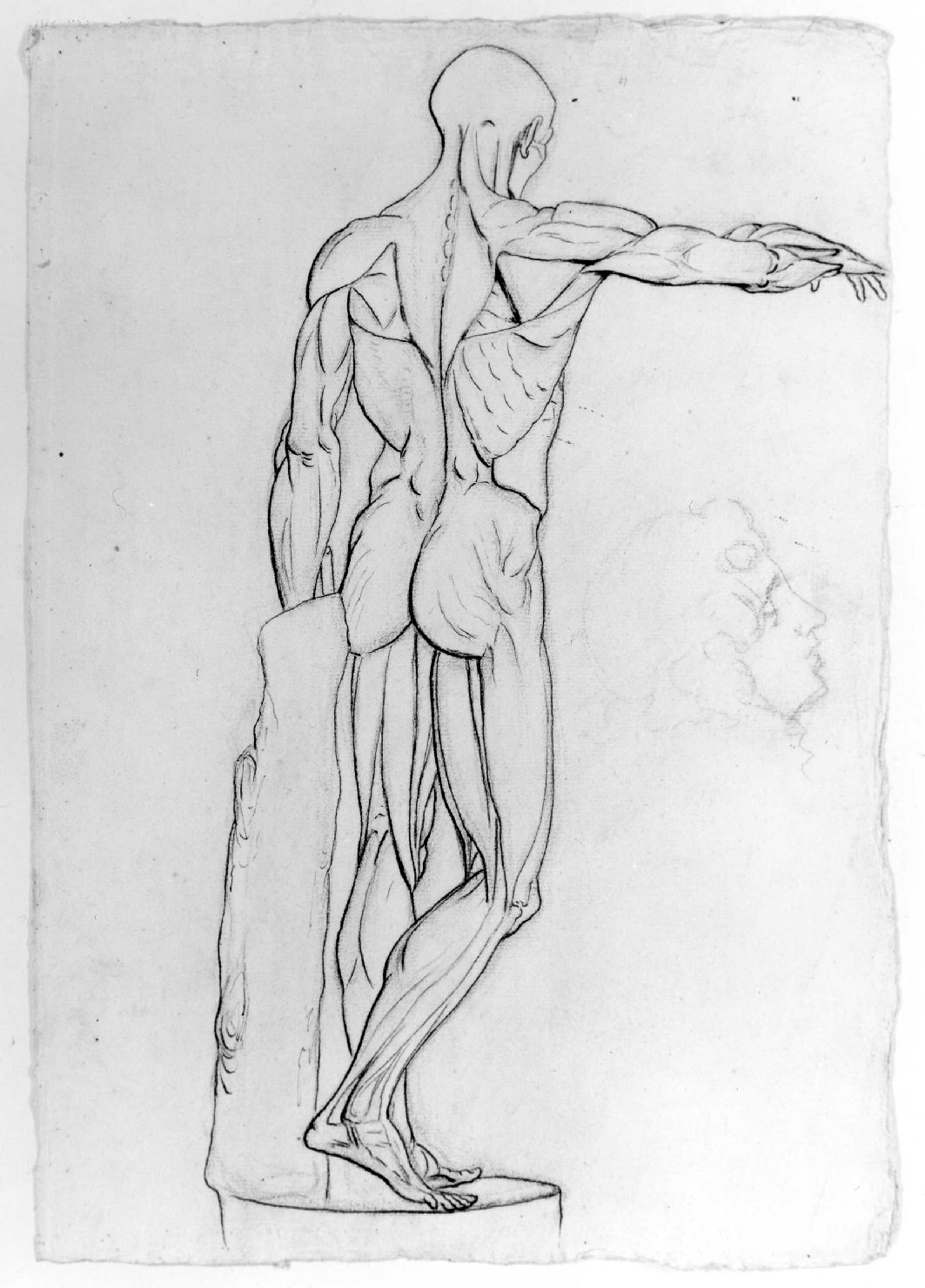 studio anatomico (disegno) di Recchia Angelo (attribuito) (metà sec. XIX)