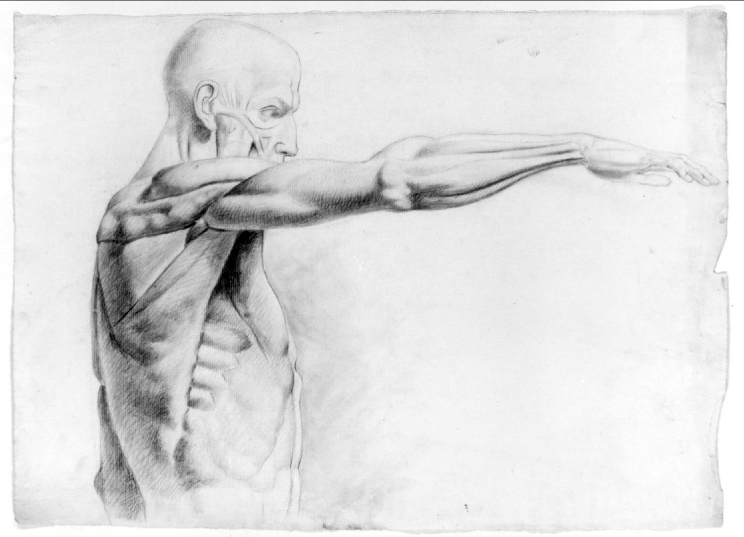 studio anatomico (disegno) di Recchia Angelo (attribuito) (metà sec. XIX)