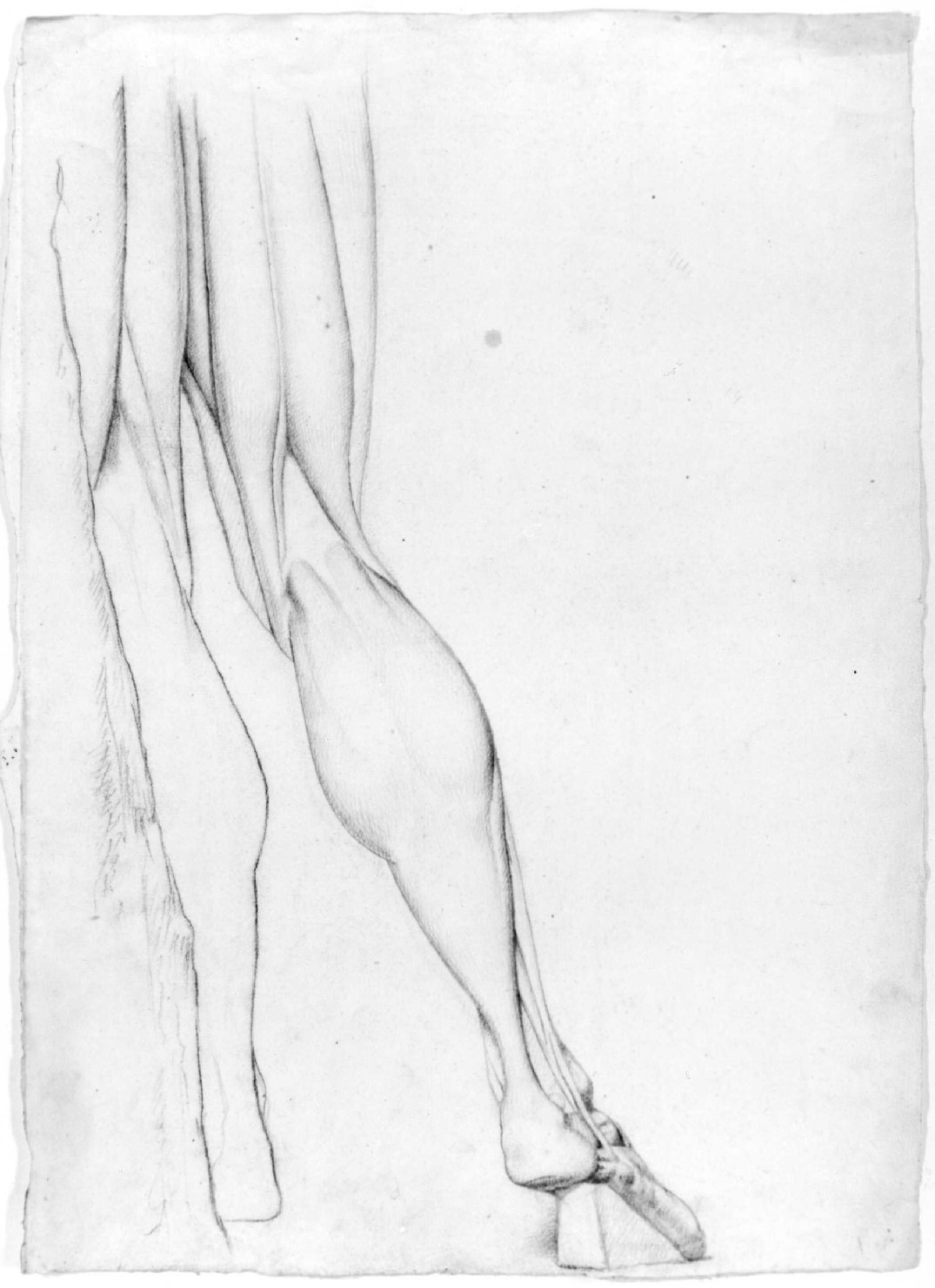 studio anatomico (disegno) di Recchia Angelo (attribuito) (metà sec. XIX)