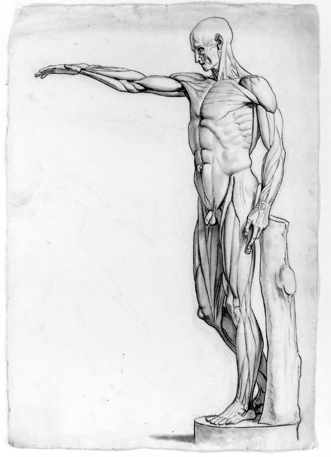 studio anatomico (disegno) di Recchia Angelo (attribuito) (metà sec. XIX)