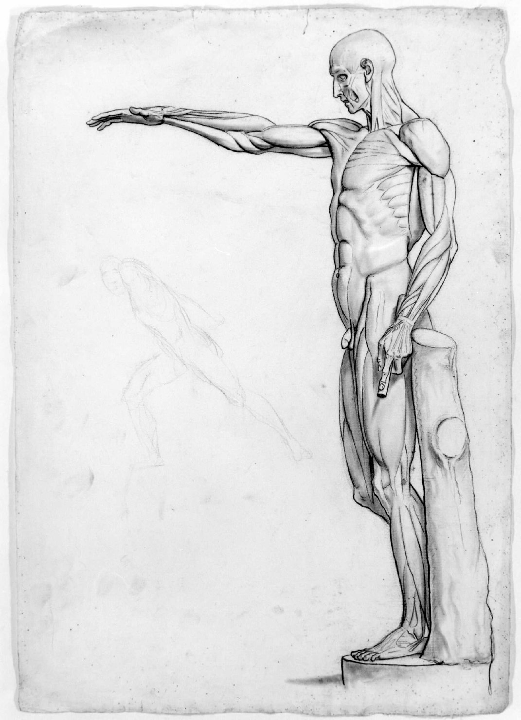 studio anatomico (disegno) di Recchia Angelo (attribuito) (metà sec. XIX)