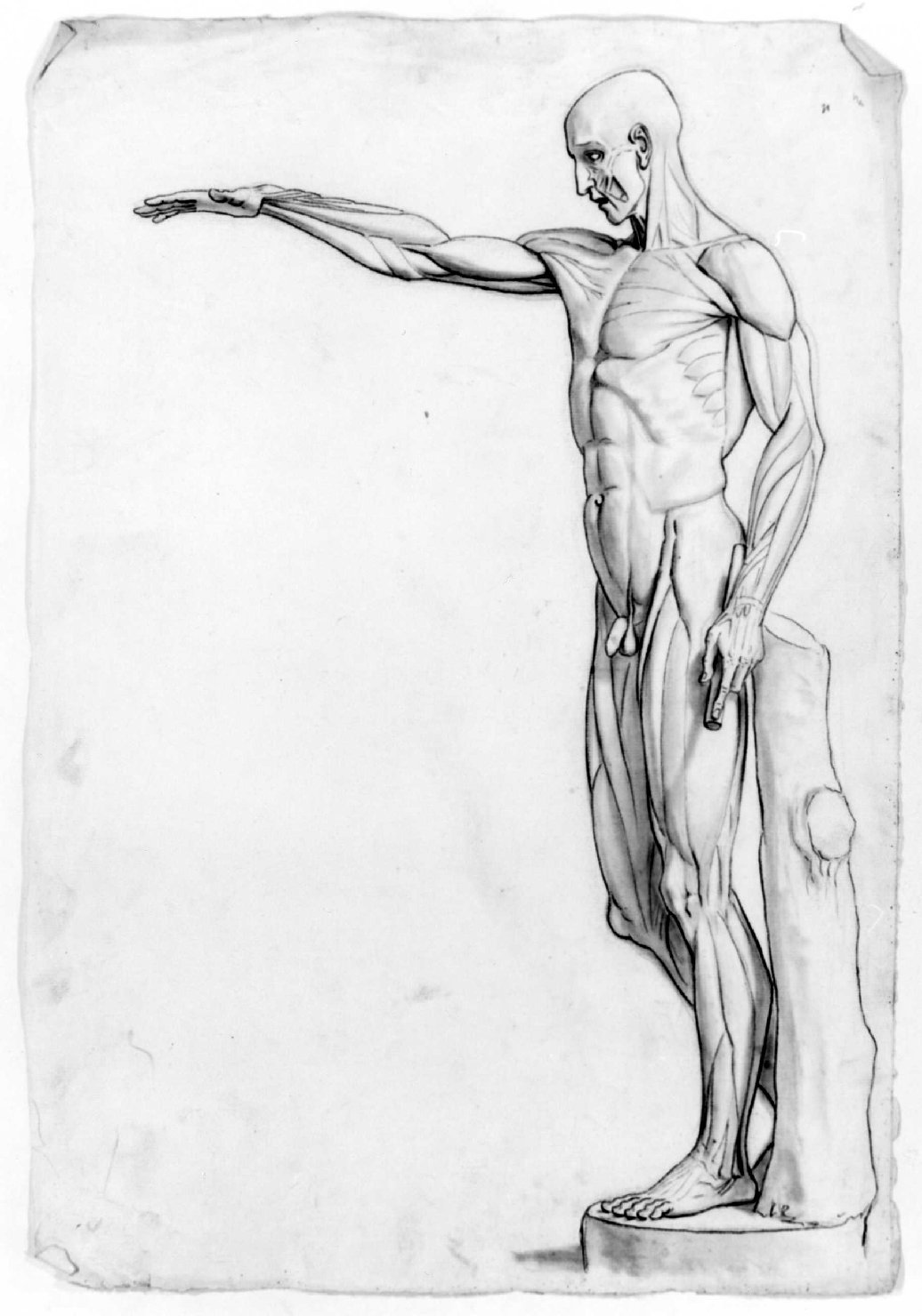 studio anatomico (disegno) di Recchia Angelo (attribuito) (metà sec. XIX)