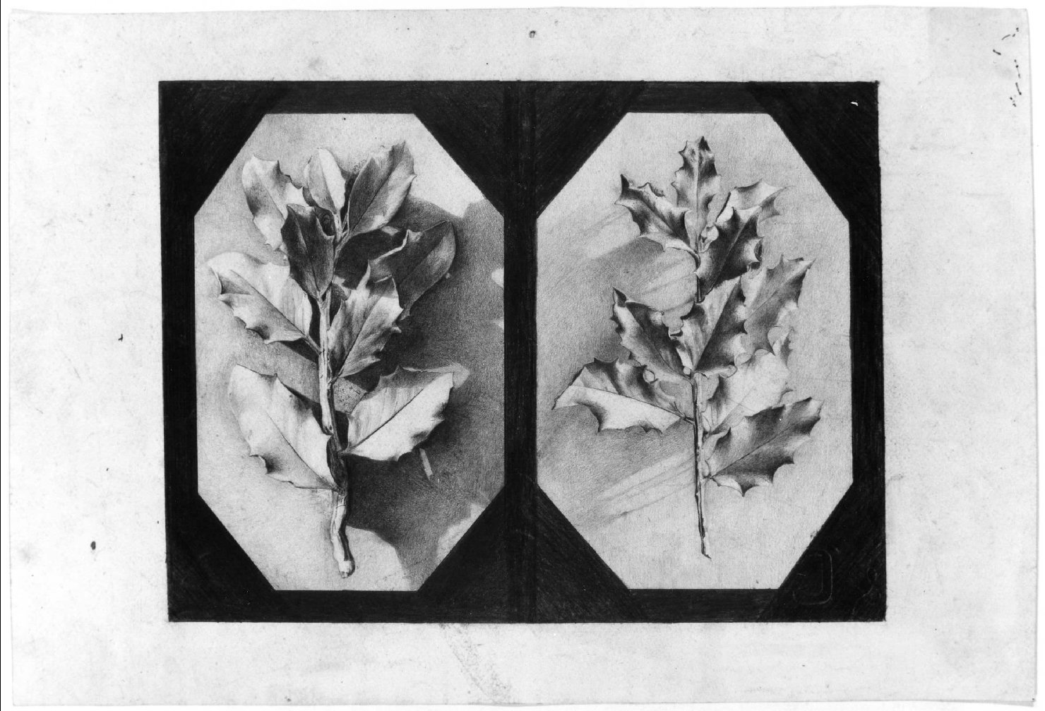 foglie d'agrifoglio (disegno) di Belloni Elisa (fine sec. XIX)