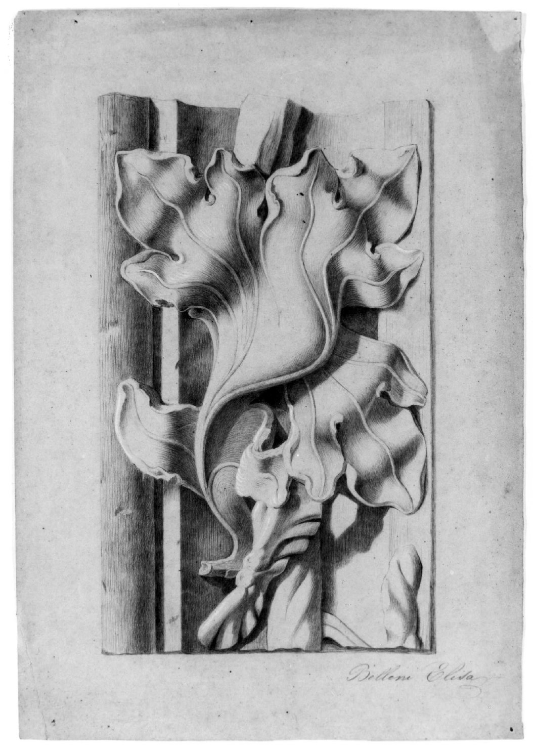 foglia d'acanto (disegno) di Belloni Elisa (sec. XIX)