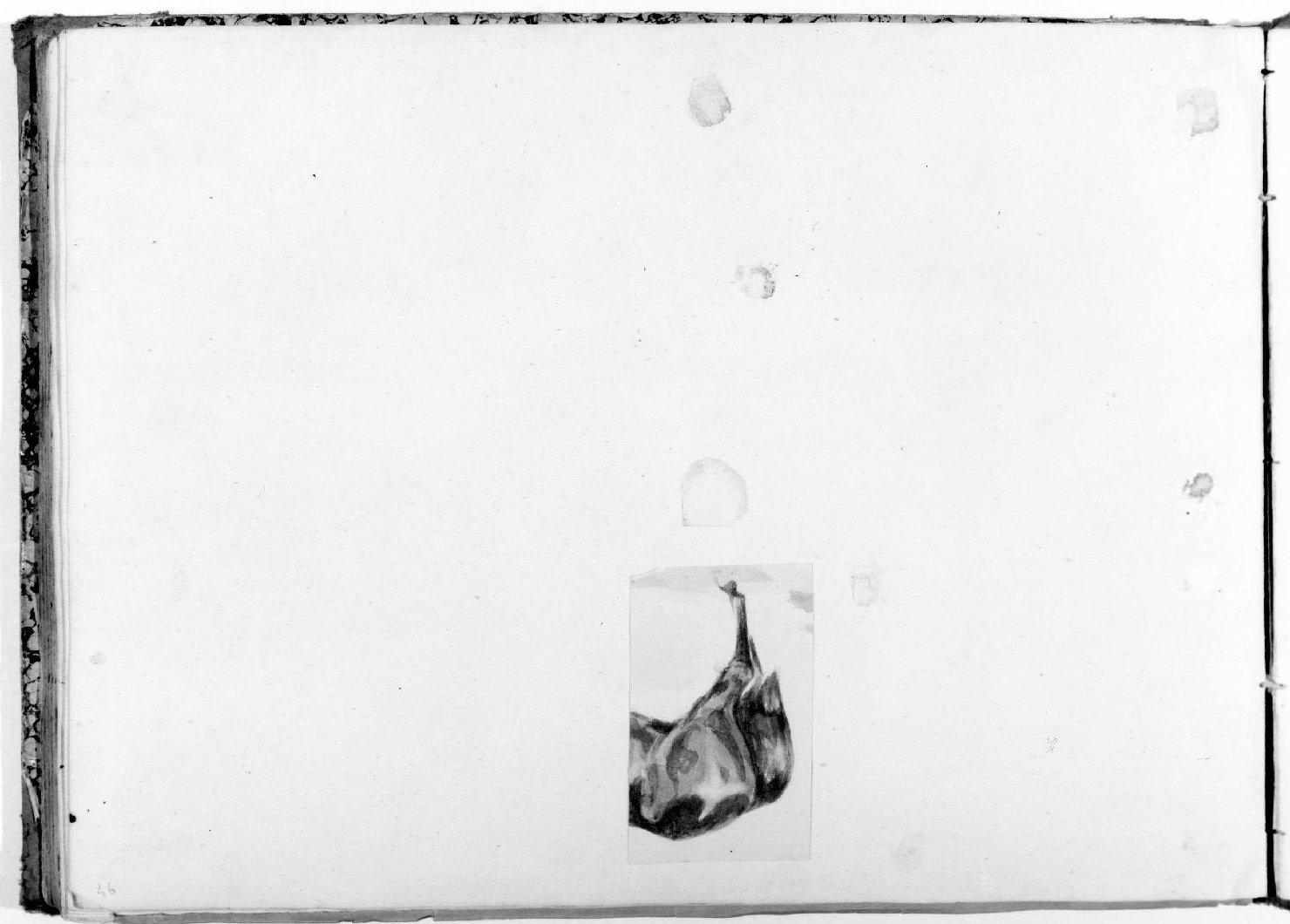 cavallo (disegno, serie) di Recchia Angelo (metà sec. XIX)