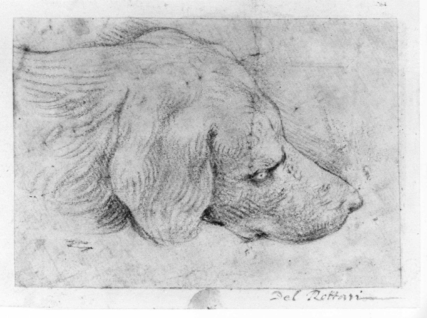 testa di cane (disegno) di Rotari Pietro (attribuito) (secondo quarto sec. XVIII)