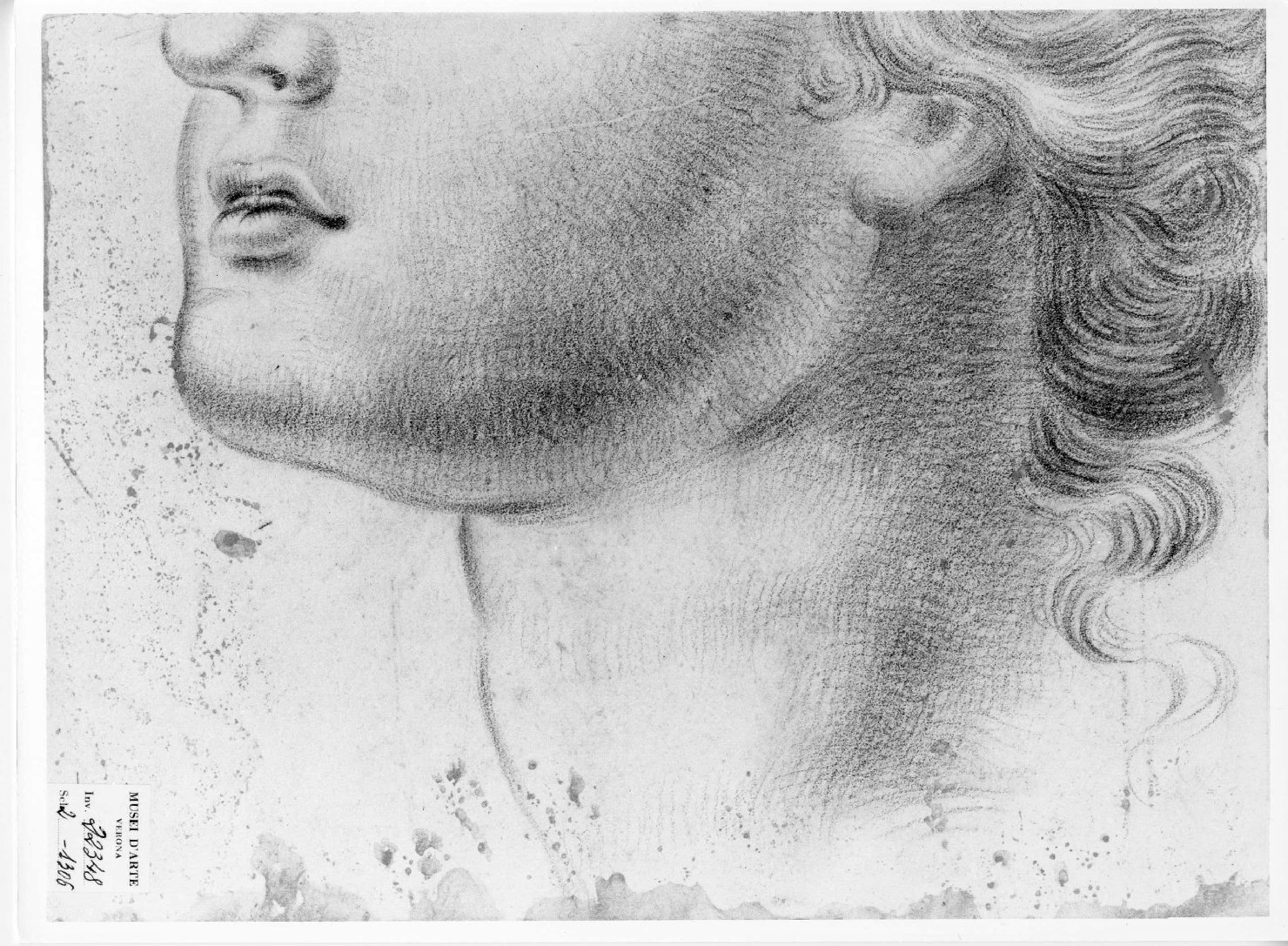 testa d'uomo (disegno) di Cartolari Fabrizio (attribuito) (metà sec. XVIII)