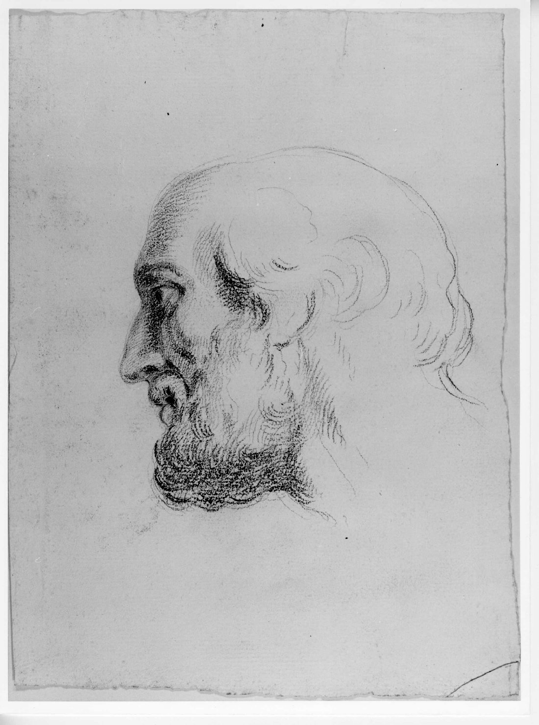 testa d'uomo di profilo (disegno) di Cartolari Fabrizio (attribuito) (metà sec. XVIII)