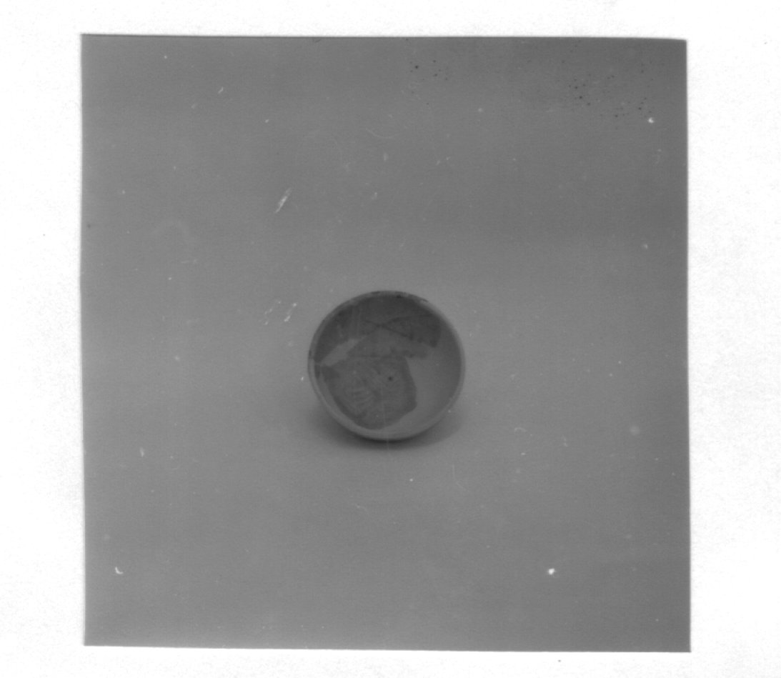 scodella - ambito veneto (ultimo quarto sec. XV)